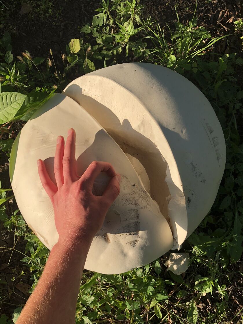 Puffball in Evanston with Geoffrey Marshall using his hand to give a size comparison. | Provided by Ed Marshall