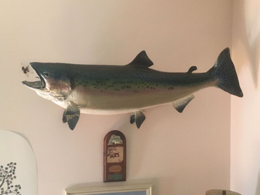 The mount of Marge Landeen’s Illinois-record Chinook. Photo provided by family
