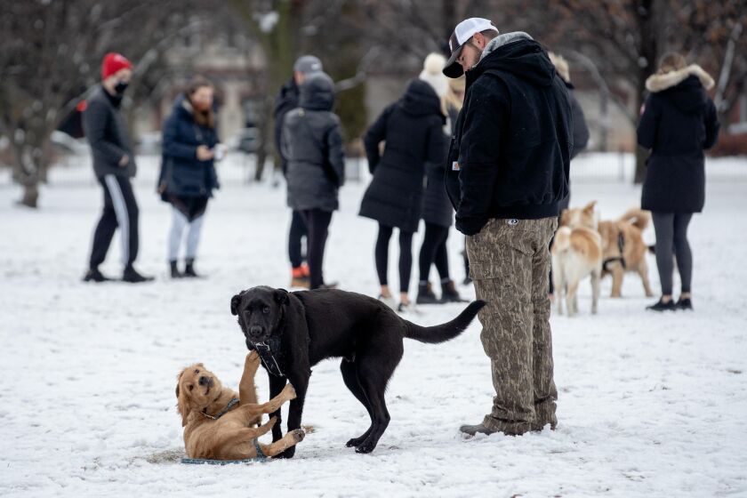 Dogs play in the snow at Oz Park in Lincoln Park on Saturday morning.