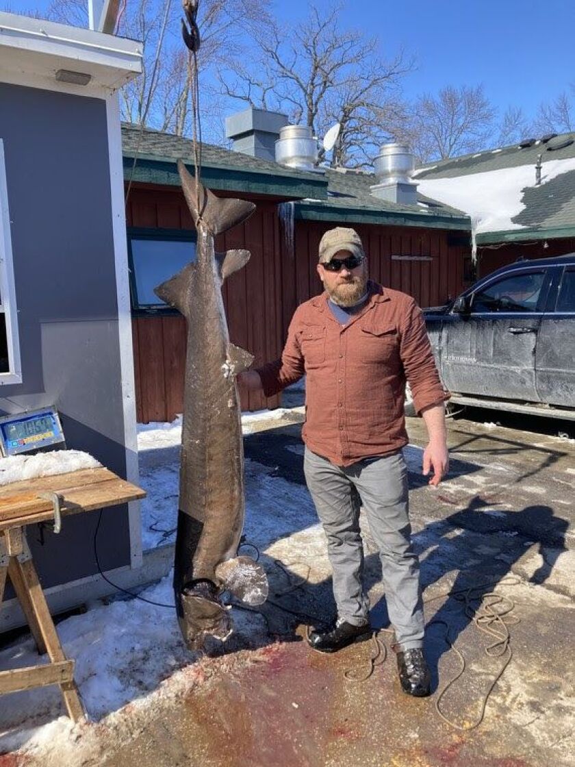 Josh Ausloos speared the final biggest daily sturgeon, a 106.9-pound female, on Sunday, Feb. 26, 2023. Credit: Wisconsin DNR