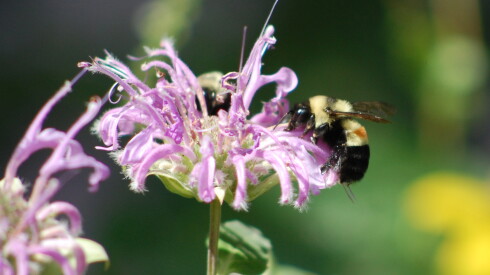 A rusty patched bumble bee perched on a flower