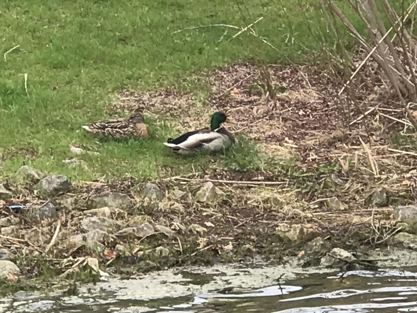 Ken “Husker” O’Malley’s weekly nature photo with a mallard pair. Provided photo