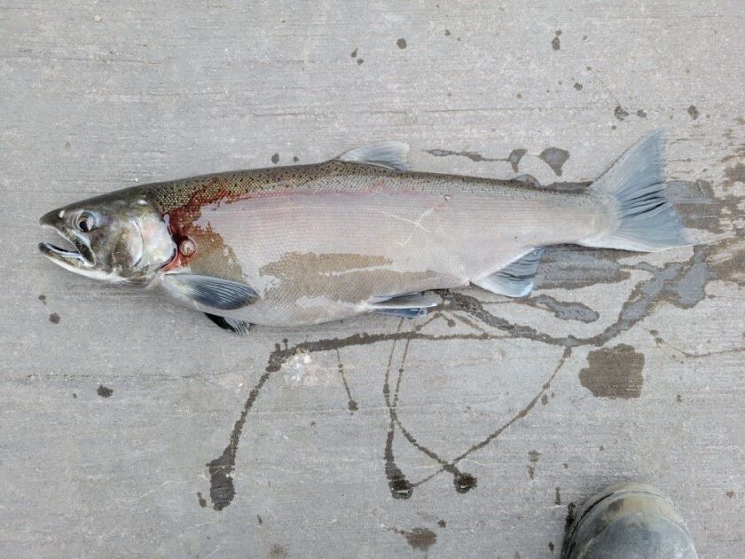 Steelhead caught at Waukegan pier. Provied by the Salmon Stop
