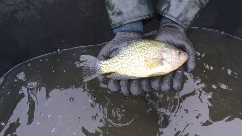 One of the many nice crappie found in a northern pike survey this month on Wolf Lake. Provided photo