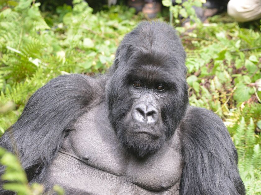 Groups are led by one or more dominant big male gorillas like this one. They are known as silverbacks, because the hair on their back turns silvery white when they are fully grown adults. | Micato Safaris