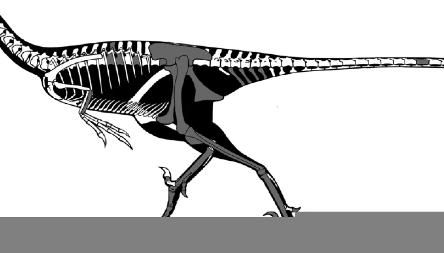 Scientists Find A New Kind Of Raptor - WBEZ Chicago