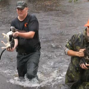 In this image from video, residents rescue carry cats they rescued by boat in floodwaters in Jacksonville, N.C., Friday, Sept. 14, 2018. (AP Photo/Robert Bumsted)
