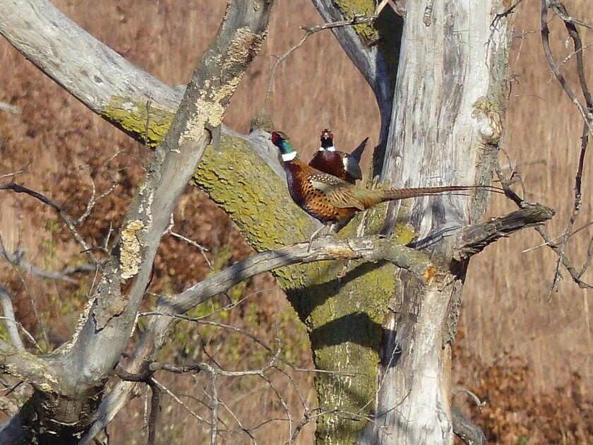 nashusa11_14_15pheasantsheneghan_600x450.jpg