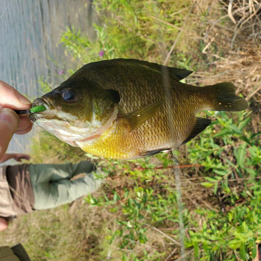 Brian Athern’s PB bluegill. Provided photo