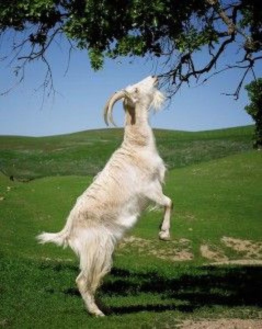 goatfromfarmsanctuarybook_239x300.jpg