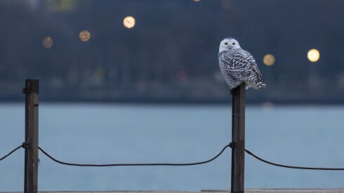 A snowy owl perches on a fence post Tuesday at Montrose Beach.