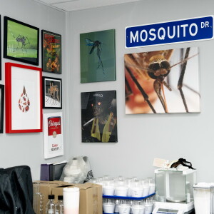 MOSQUITOES_260714_18.jpg
