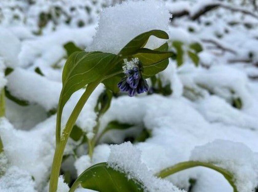 Spring plants in snow in April of 2000. Provided by Adam Carlson