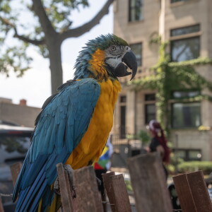 BUDBILLIKENPARADE_260809-15.jpg