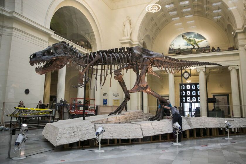 The T. rex is moving to a private suite in the museum’s Griffin Halls of Evolving Planet, scheduled to be available for view in spring 2019. | Ashlee Rezin/Sun-Times