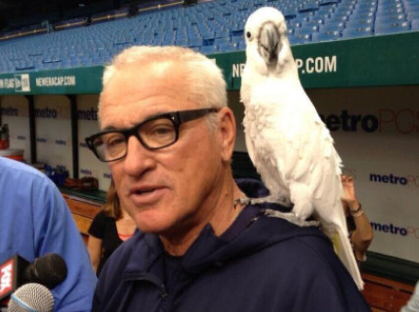Joe Maddon with the Rays.