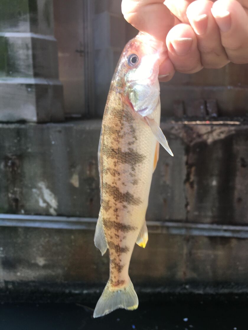 Jeffrey Williams with a perch from the Chicago River. Provided photo