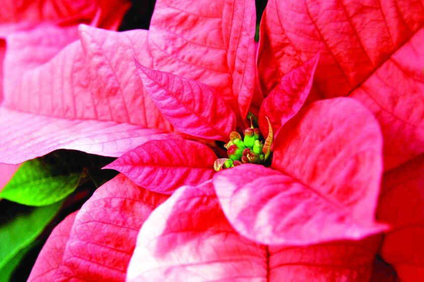 A Salmon-Star Poinsettia fairly glows with tones of red and pink. | Robin Carlson, Chicago Botanic Garden