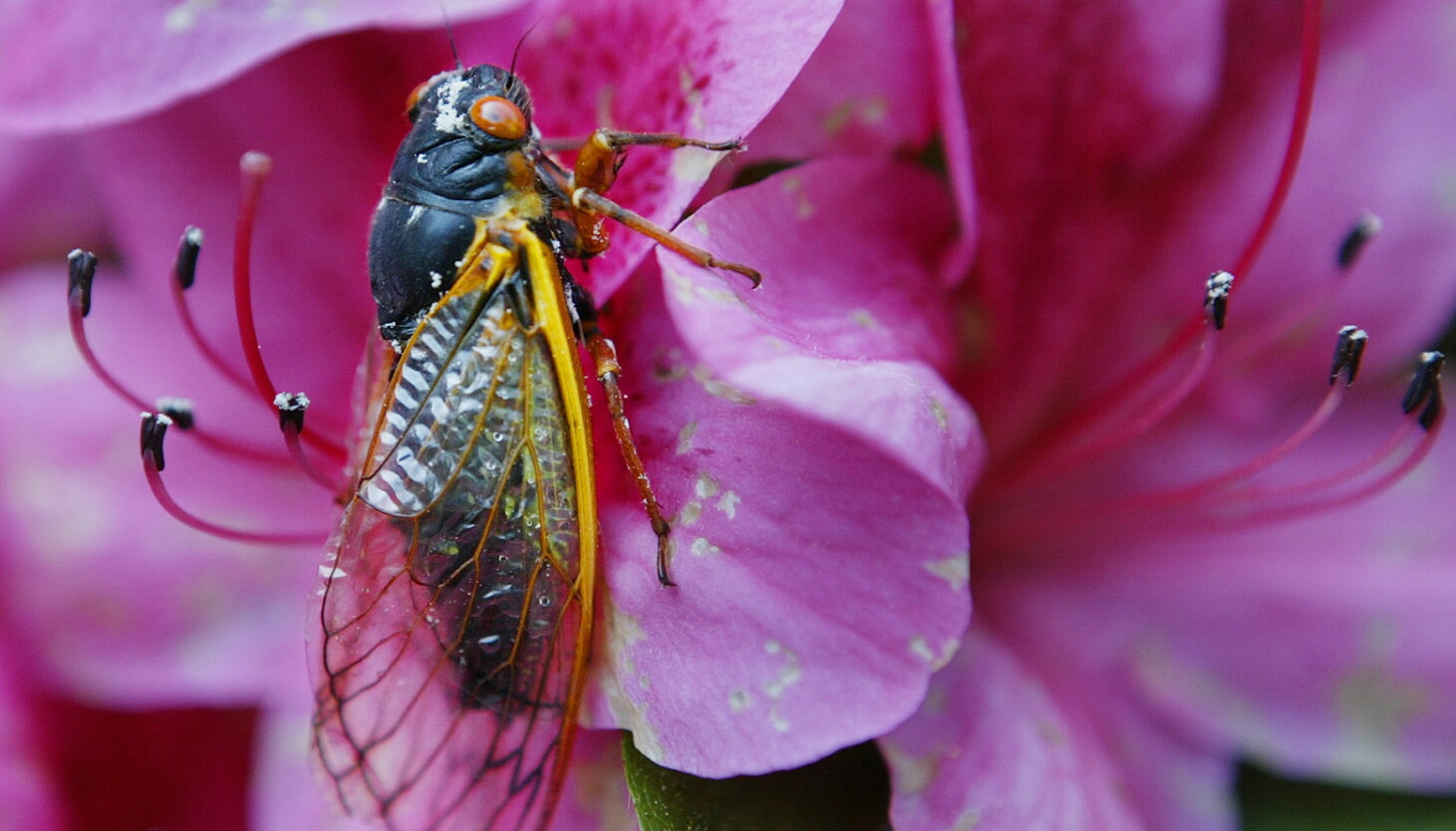 How old are you in cicada years? - Vimarsana News