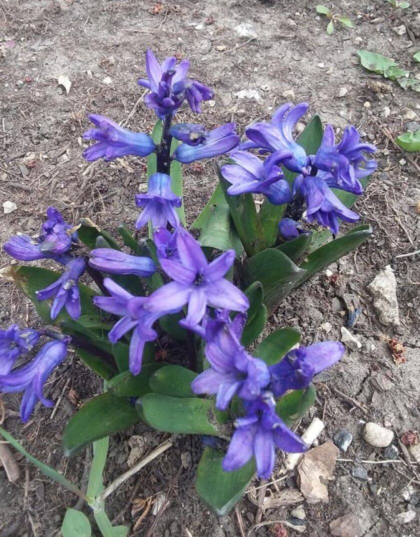 Spring flowers. Provided photo