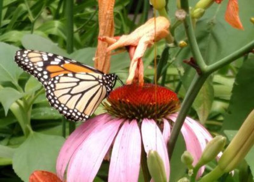 Monarch butterfly in June of 2018, attracted to plants for butterflies.<br>Dale Bowman/Sun-Times