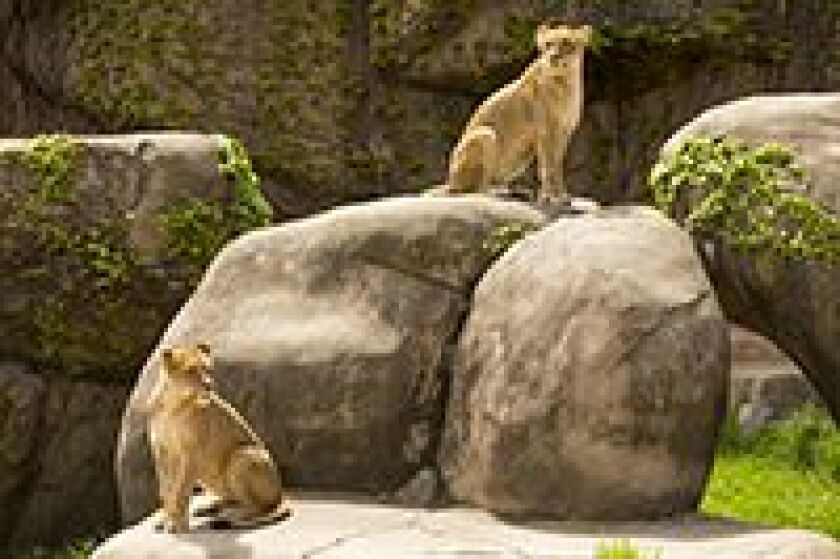 Zalika and Kamali explore their new home at the Lincoln Park Zoo. | © Todd Rosenberg Photography 2015