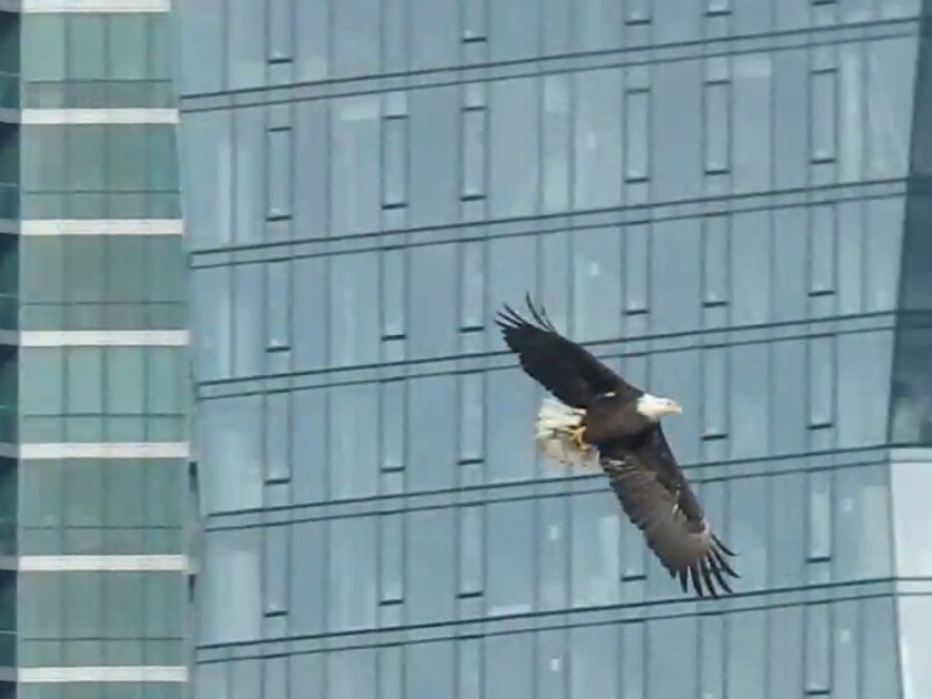 An eagle was seen in the South Loop. | Provided/David Lukauskas