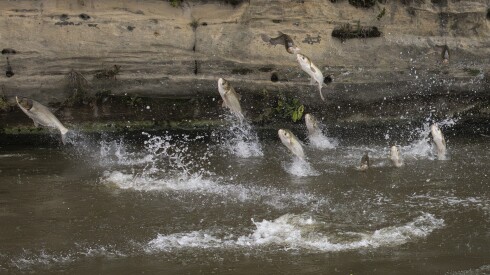 Carp jump from the water of a river