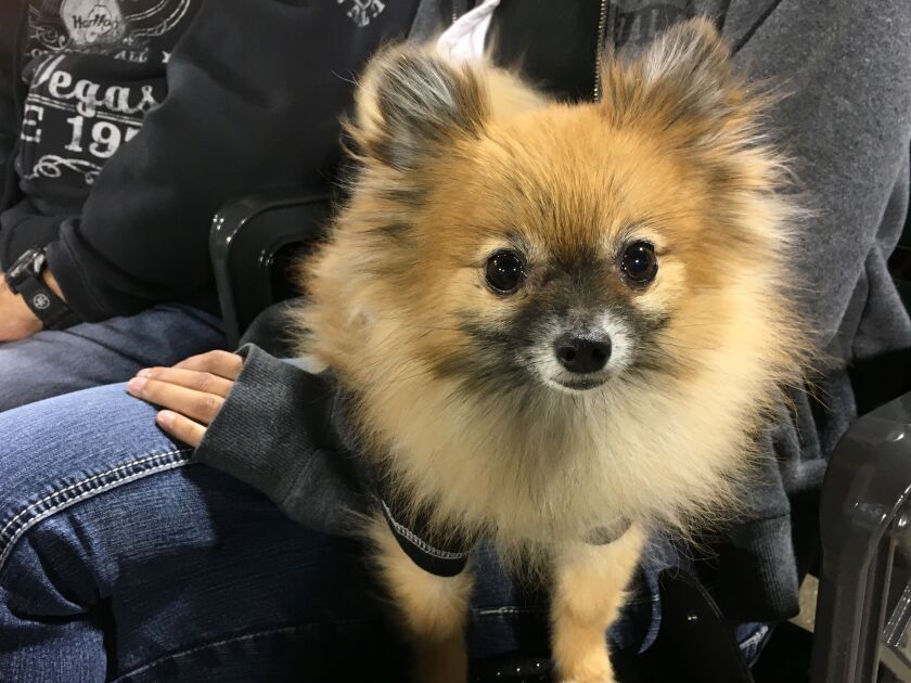 Evee is an energetic Pomerania, who isn’t camera shy. | Madeline Kenney/Sun-Times