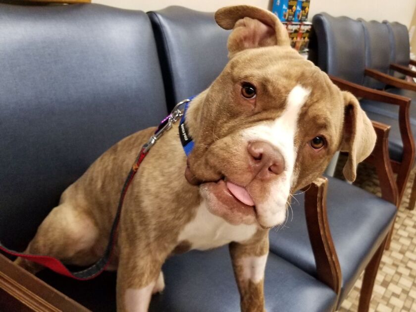 Ethan was emaciated and weak when he was found, but is recovering. | Provided
