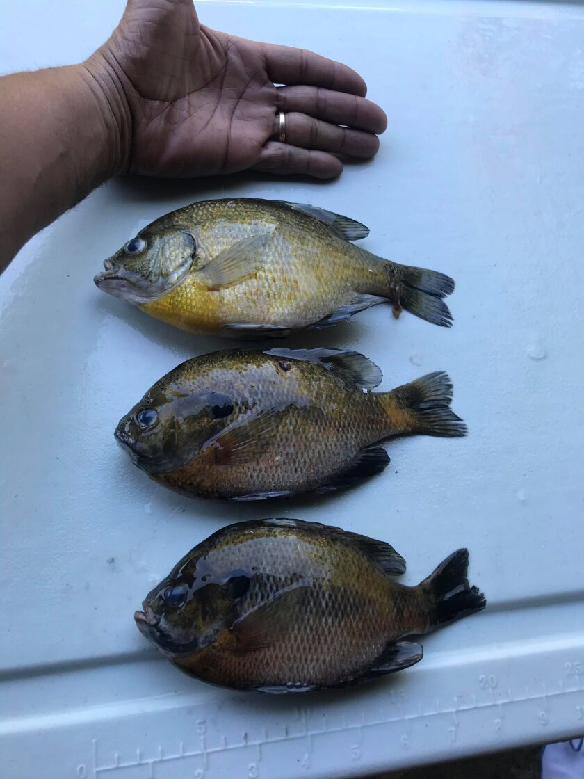 Larry Jennings with some thick bluegill from Monee Reservoir. Provided photo