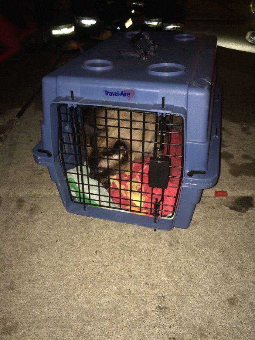 Firefighters rescued five cats from a house fire Monday evening in the Jefferson Park neighborhood. | Fire Media Affairs