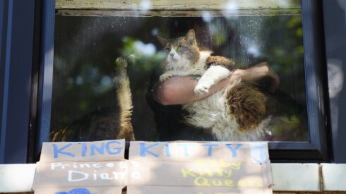 An owner shows a cat to people on the "Chonk" route of the Lincoln Square Cat Tour on Saturday, Aug. 8, 2026.