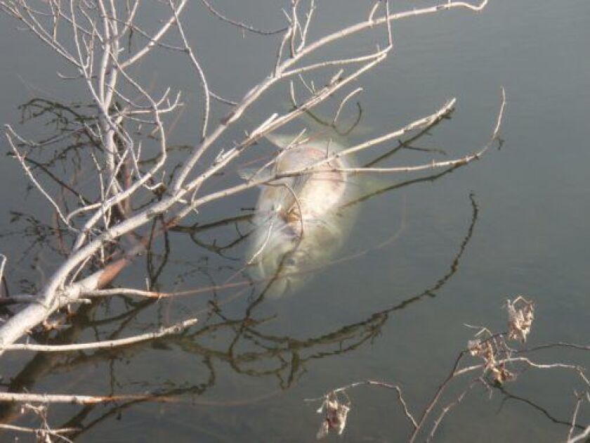 5530520267_43271f7b04.jpg