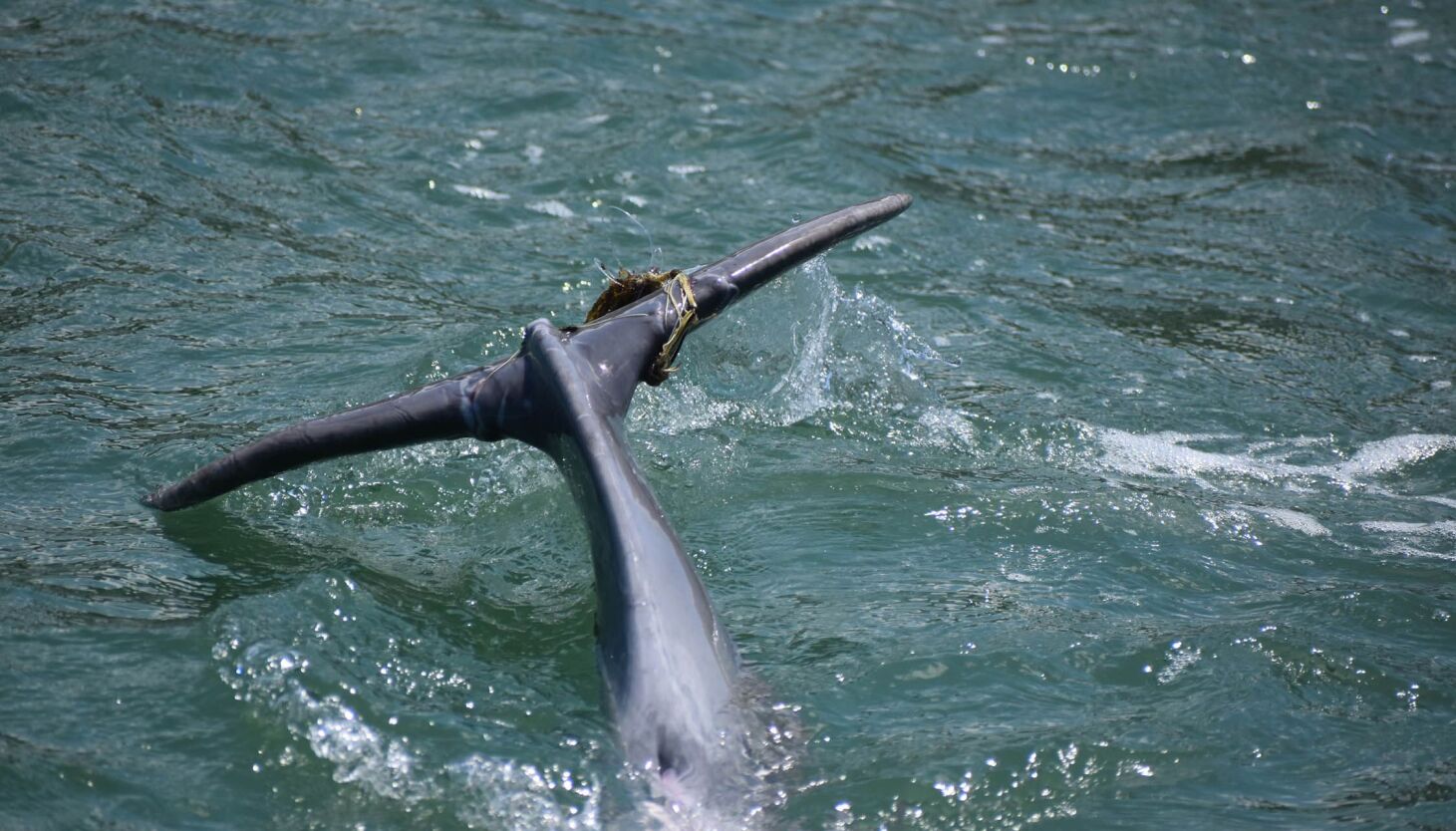 NextImg:Chicago Zoological Society helps Florida dolphin calf swim to safety
