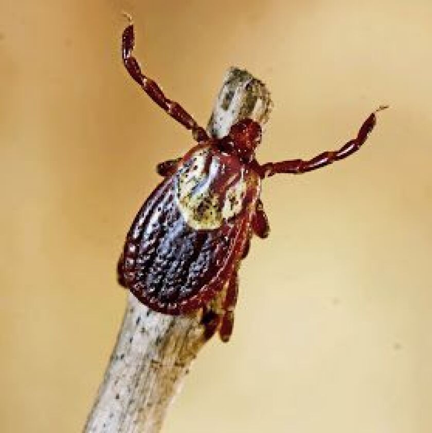 American_dog_tick.jpg