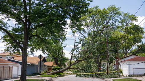 A fallen tree covers the road in the 400 block of West 115th Street in Roseland in June.
