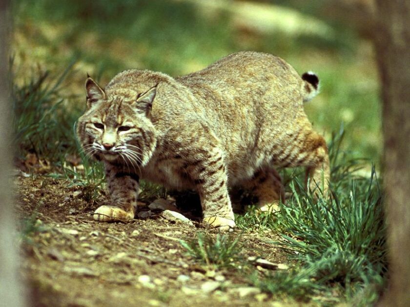 A bobcat stalking prey in a photo from the Illinois Department of Natural Resources.<br>Credit: Steven Wayne Rotsch/Painet Inc.