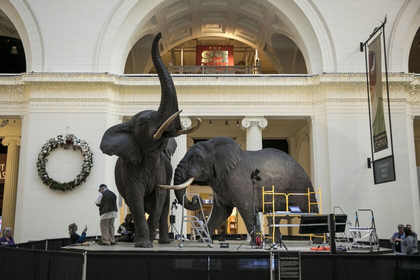 Because they’re displayed in the Field Museum’s main hall, the “Fighting African Elephants” by taxidermist Carl Akeley, are more exposed to temperature extremes that have taken their toll on the animals’ condition. | Ashlee Rezin/Sun-Times