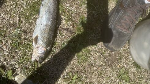 A rainbow trout on the Hennepin Canal. Provided by Brian Van Acker