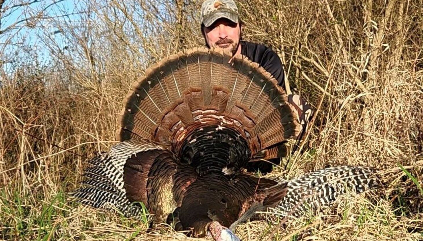 NextImg:Big tom turkey in beautiful weather on public land