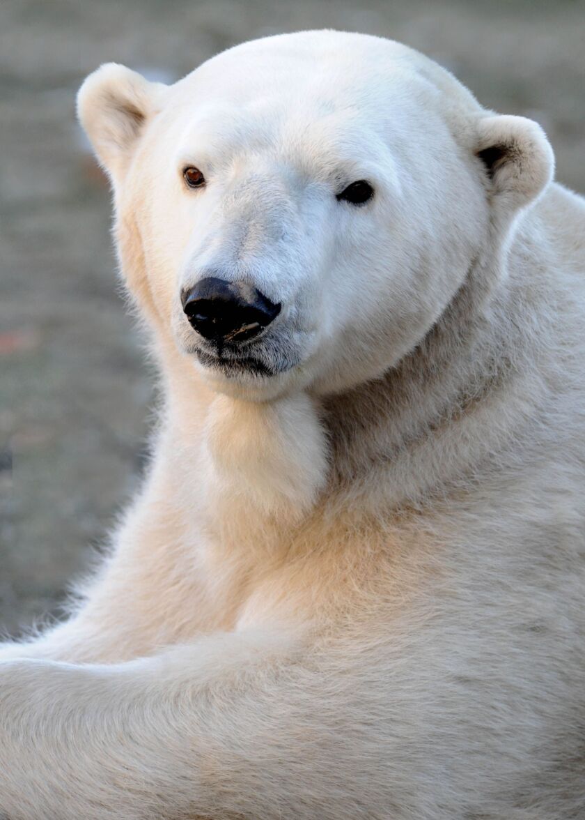 Aussie was born at Adelaide Zoo in Australia in June 1985. | Chicago Zoological Society