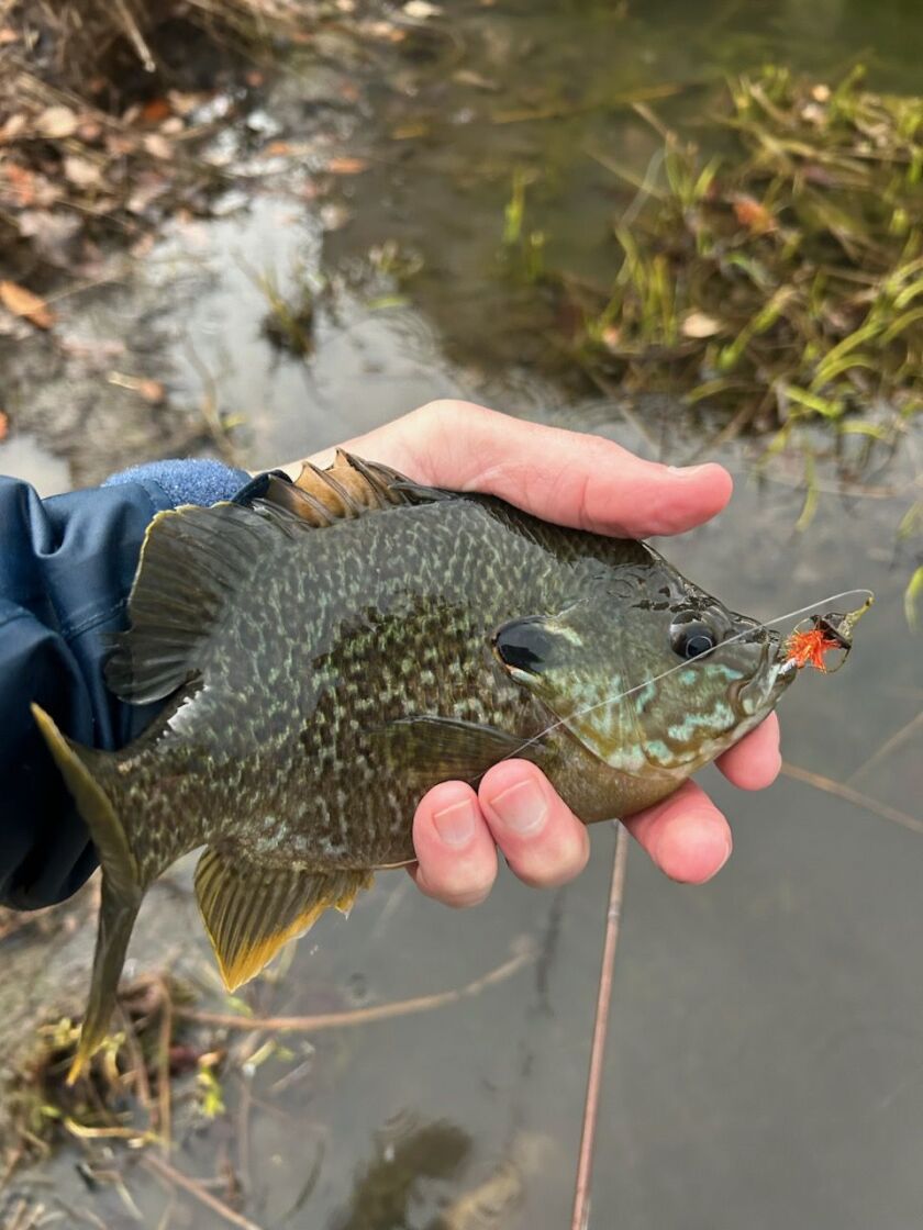 Uncertain whether a hybrid bluegill or a redear was caught in the western suburbs by Pete Lamar.