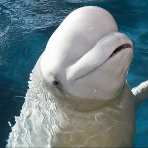 The Shedd Aquarium announced Tuesday that one of its beluga whales is pregnant and is expected to give birth next summer. | Shedd Aquarium