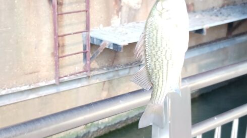 Crappie from the Chicago River. Provided by Jeffrey Williams