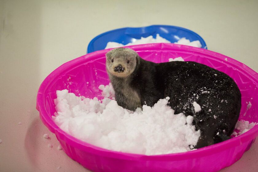 Alaskan sea otter rescue, Mari, experiencing her snow enrichment. | ©Shedd Aquarium/Heidi Zeiger