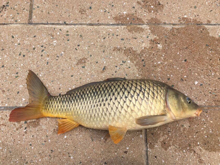 Chicago River carp. Provided by Jeffrey Williams
