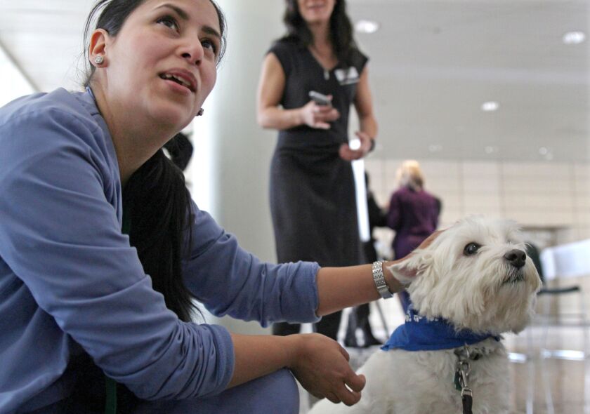 Medical assistant Eloise Olmos pets Dallis the Westie at Rush University Medical Center. Carrie Antlfinger / AP
