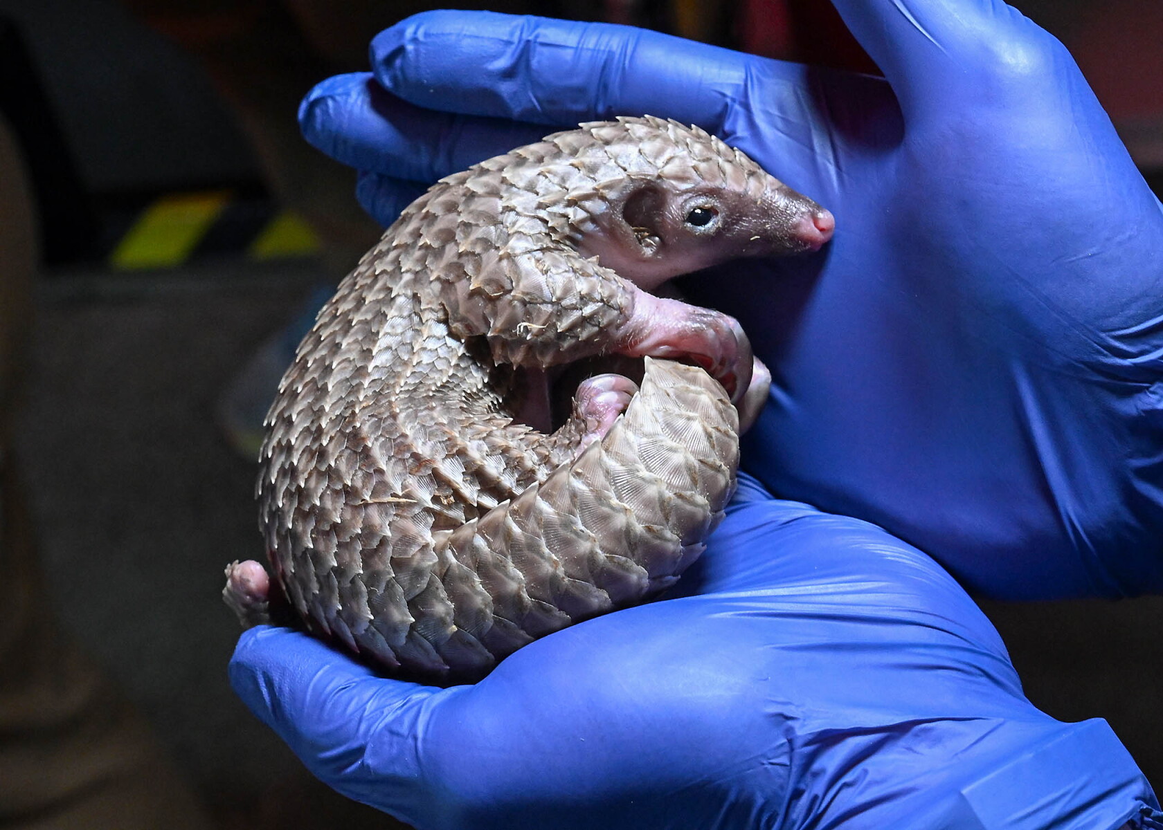 Pyndolin Rows Pangolin pup born at Brookfield Zoo Chicago - Chicago Sun-Times