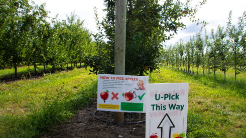 Curtis Orchards sign.jpg